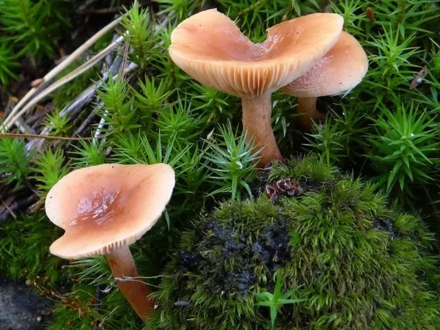 Milky mushroom stunted (Tender breast): description and photo