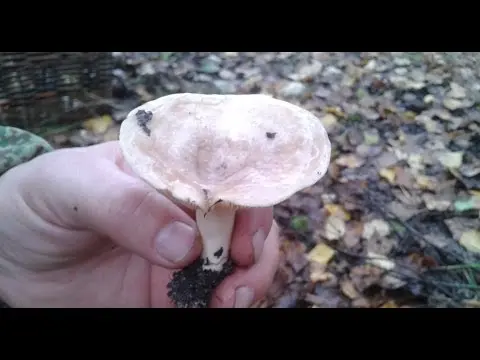 Milky mushroom stunted (Tender breast): description and photo