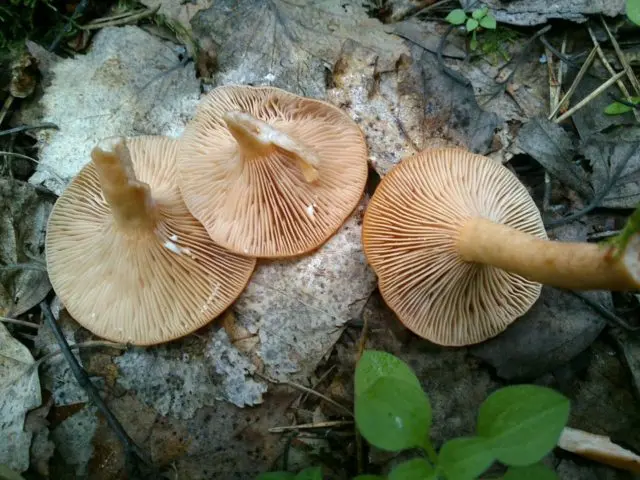 Milky mushroom stunted (Tender breast): description and photo