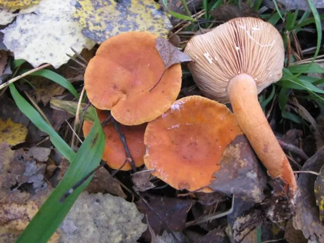 Milky mushroom stunted (Tender breast): description and photo