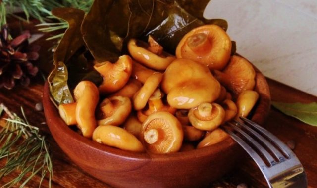 Milky mushrooms: how to cook, hot and cold salting, how to pickle