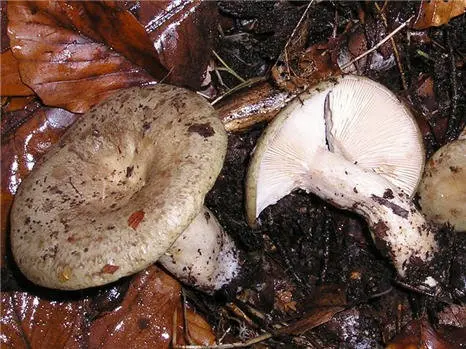 Milky sticky (Lactarius blennius) photo and description