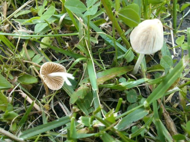 Milky white conocybe: description and photo