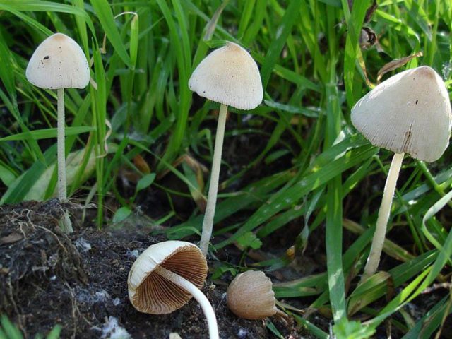 Milky white conocybe: description and photo