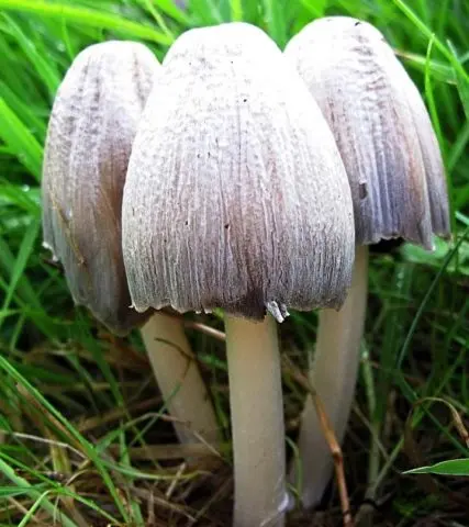 Milky white conocybe: description and photo