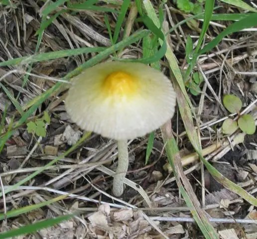 Milky white conocybe: description and photo