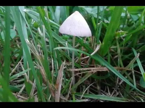 Milky white conocybe: description and photo