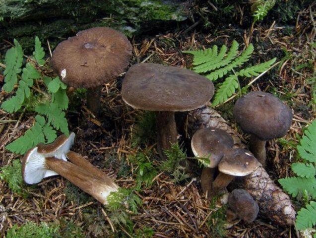 Milky wood (Brown): description and photo