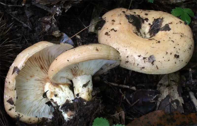 Milky zonal (Lactarius zonarius) photo and description