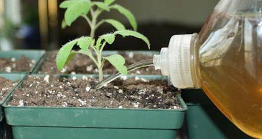 Mineral fertilizers for tomatoes