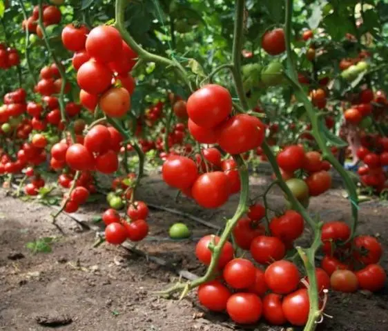 Mineral fertilizers for tomatoes