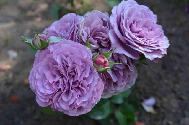 Miniature floribunda rose variety Lavender Ice (Lavender)