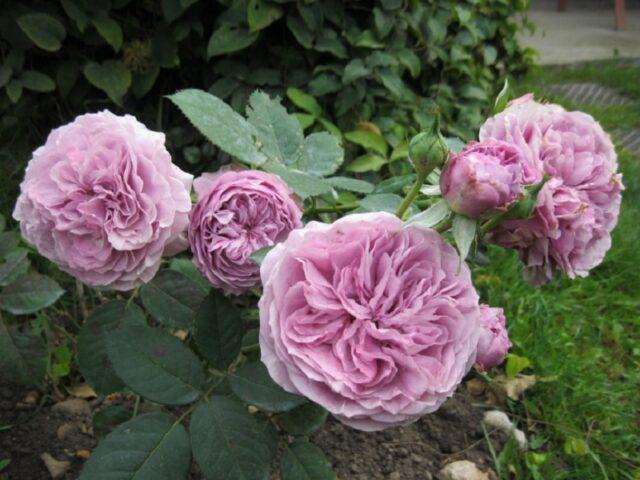 Miniature floribunda rose variety Lavender Ice (Lavender)