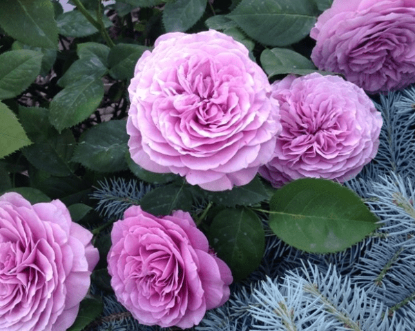 Miniature floribunda rose variety Lavender Ice (Lavender)