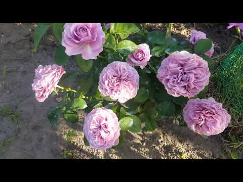 Miniature floribunda rose variety Lavender Ice (Lavender) - Healthy ...