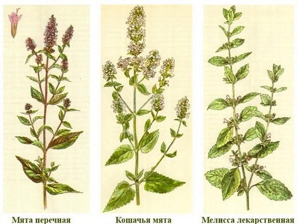 Mint and lemon balm: differences, photos of plants, how they look