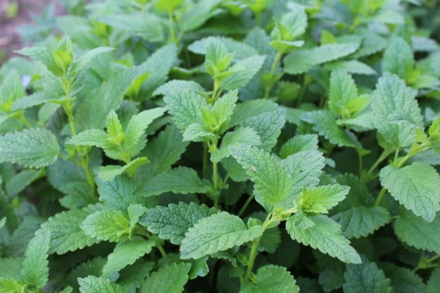 Mint and lemon balm: differences, photos of plants, how they look
