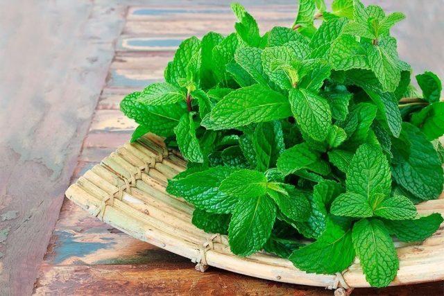 Mint and lemon balm: differences, photos of plants, how they look