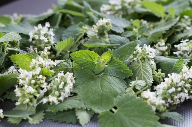 Mint and lemon balm: differences, photos of plants, how they look
