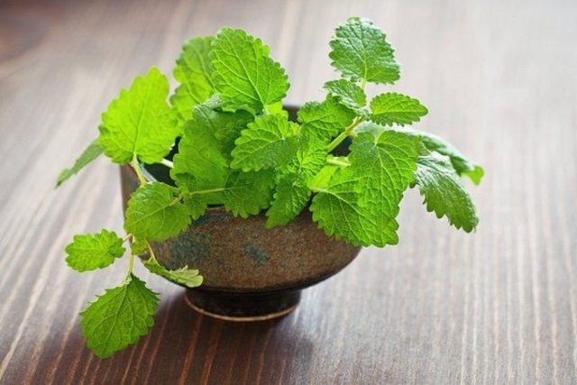 Mint and lemon balm: differences, photos of plants, how they look