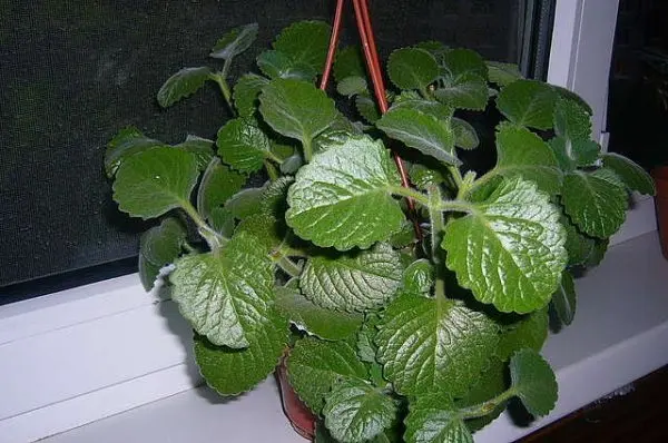 Mint at home: growing tips