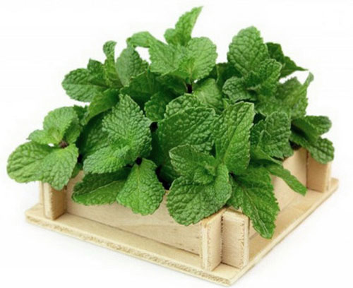 Mint at home: growing tips