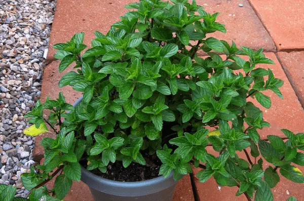 Mint at home: growing tips