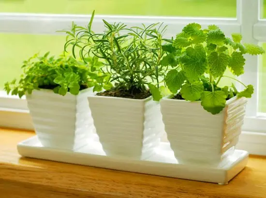 Mint at home: growing tips