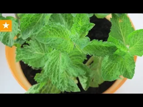 Mint at home: growing tips