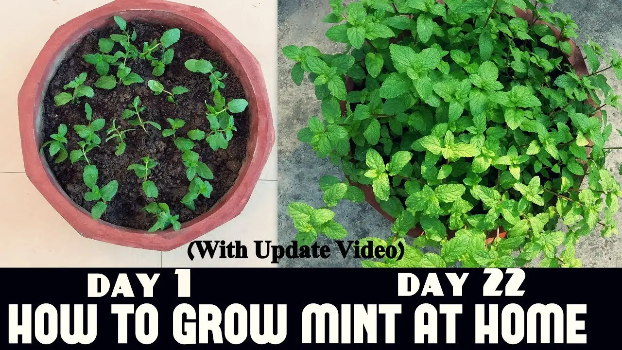 Mint at home: growing tips