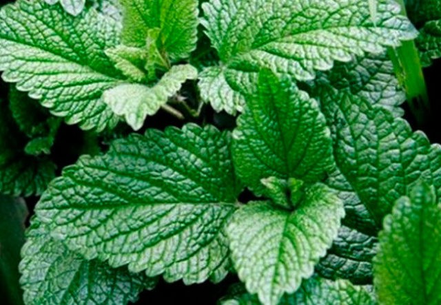 Mint for hair: reviews, rinsing, benefits and harms