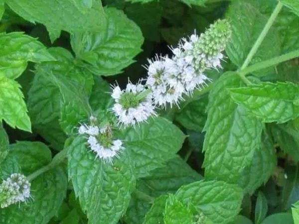 Mint garden (spearmint): medicinal properties and contraindications