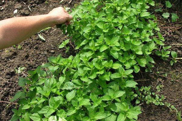 Mint garden (spearmint): medicinal properties and contraindications