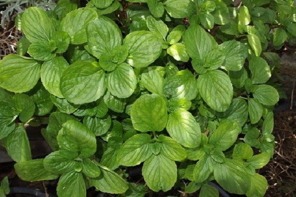 Mint garden (spearmint): medicinal properties and contraindications