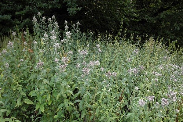 Mint garden (spearmint): medicinal properties and contraindications