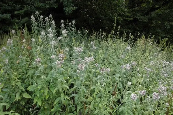 Mint garden (spearmint): medicinal properties and contraindications