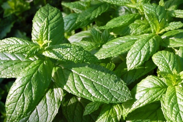 Mint garden (spearmint): medicinal properties and contraindications