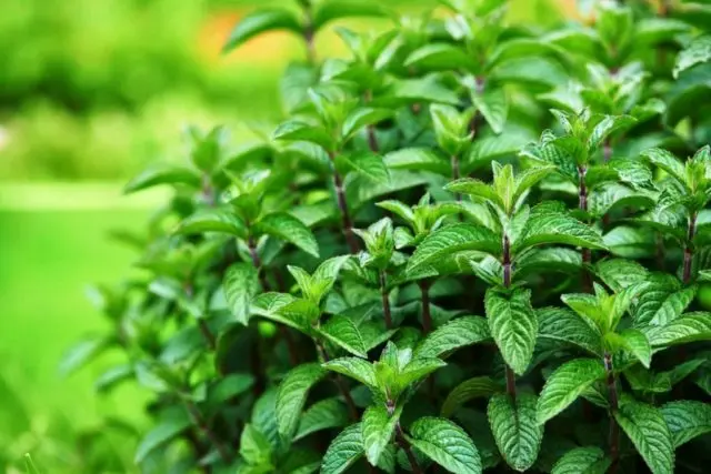 Mint garden (spearmint): medicinal properties and contraindications