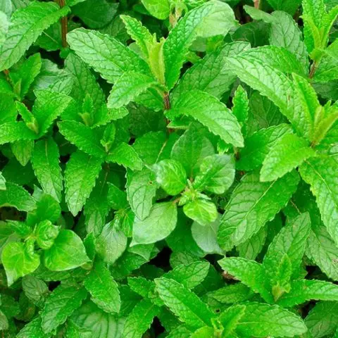 Mint garden (spearmint): medicinal properties and contraindications