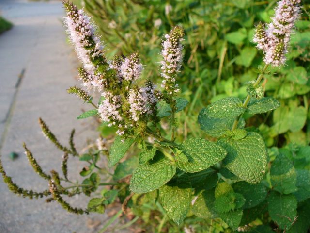 Mint garden (spearmint): medicinal properties and contraindications