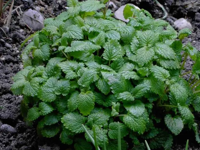 Mint garden (spearmint): medicinal properties and contraindications