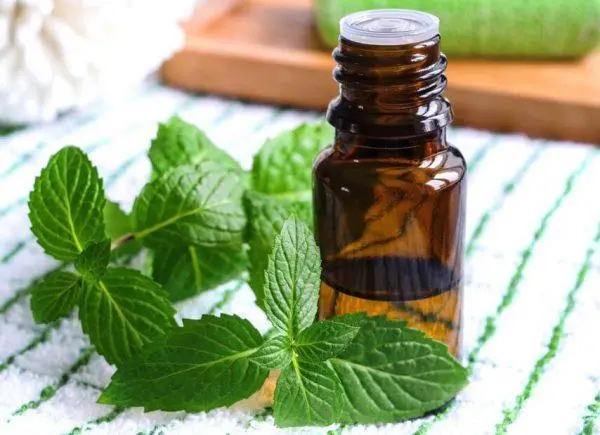 Mint garden (spearmint): medicinal properties and contraindications