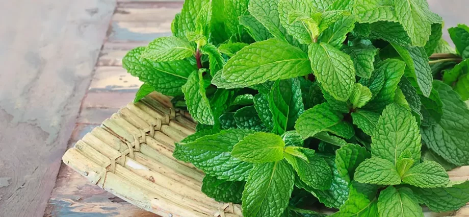 Mint in pregnancy &#8211; properties, contraindications