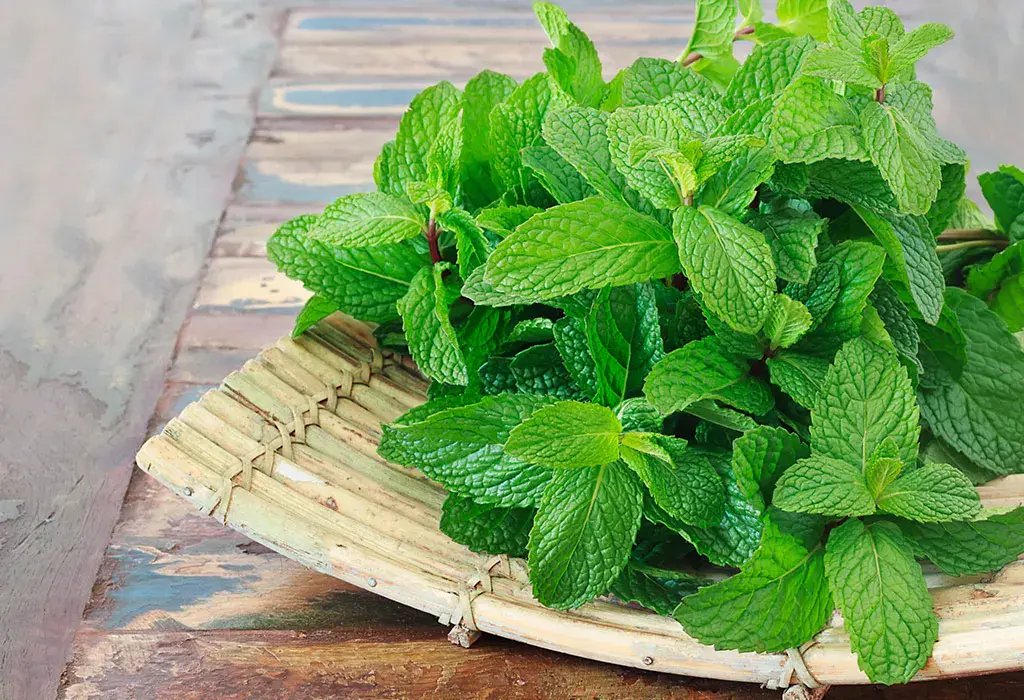 Mint in pregnancy &#8211; properties, contraindications