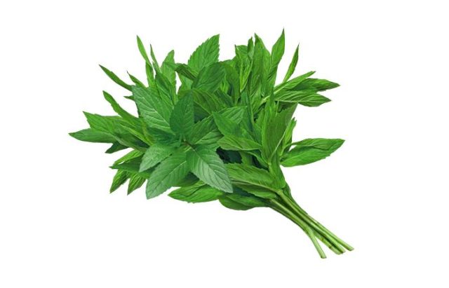 Mint Kholodok: photo, description, reviews