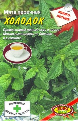 Mint Kholodok: photo, description, reviews