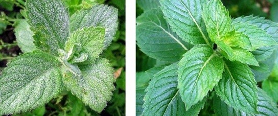 Mint Kholodok: photo, description, reviews