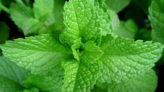 Mint Kholodok: photo, description, reviews