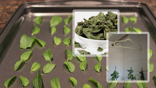 Mint Kholodok: photo, description, reviews