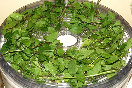 Mint Kholodok: photo, description, reviews